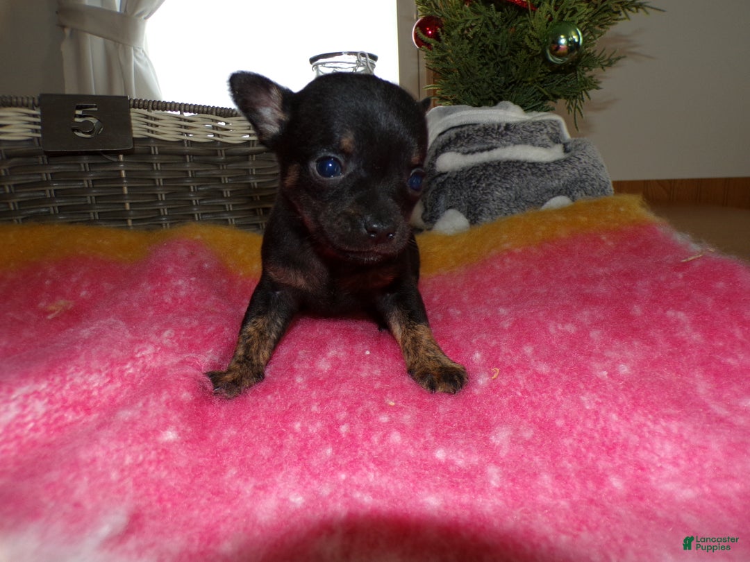 Chihuahua dogs for sale: Chihuahua Puppy 5 Riley - Ad 2