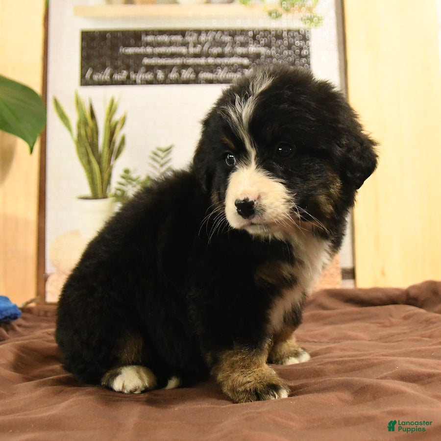 Bernedoodle dogs Reva - Ad 2