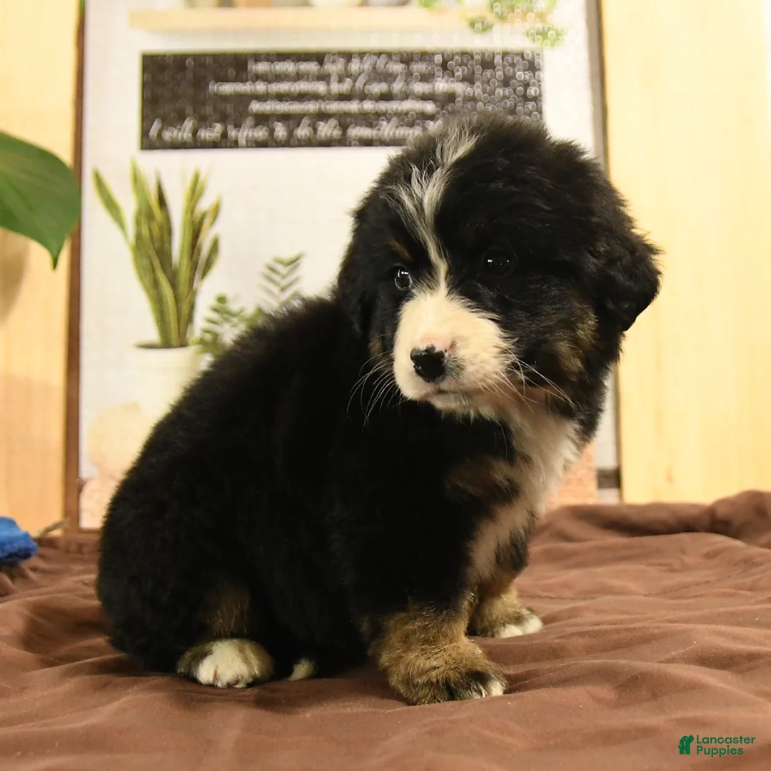 Bernedoodle dogs for sale: Reva - Ad 2