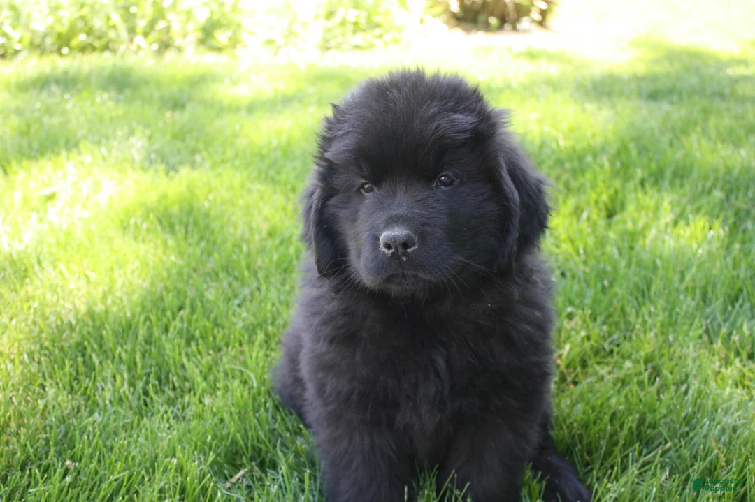 Newfoundland dogs for sale: Midnight - Ad 1