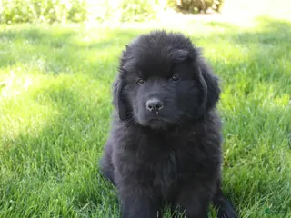 Newfoundland dogs for sale: Midnight - Ad 1