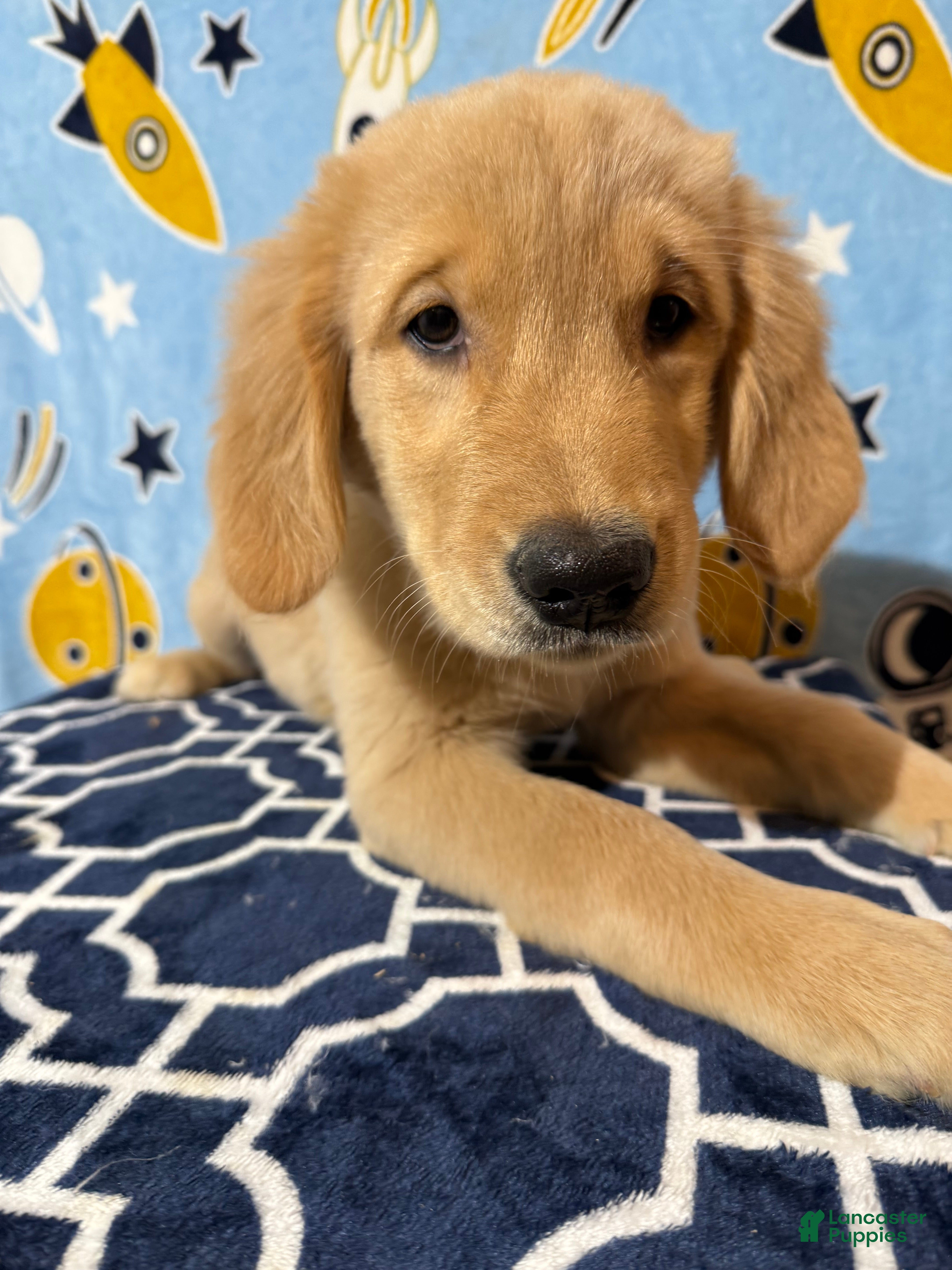 Golden Retriever dogs Painkiller - Ad 7