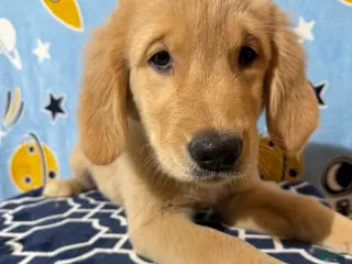 Golden Retriever dogs Painkiller - Ad 7