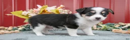 Jack Chi dogs for sale: Lucas - Ad 3
