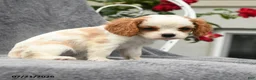Cavalier King Charles Spaniel dogs for sale: Scarlett - Ad 5