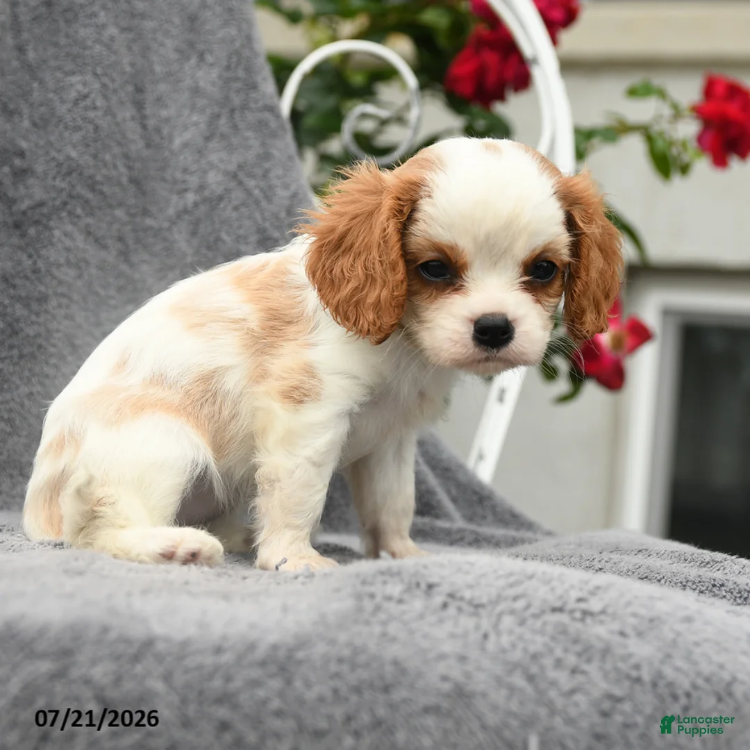 Cavalier King Charles Spaniel dogs for sale: Scarlett - Ad 5