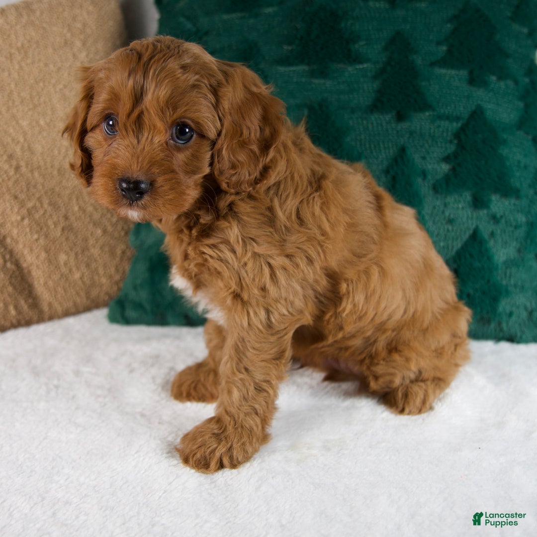 Cavapoo dogs for sale: Blake - Ad 7