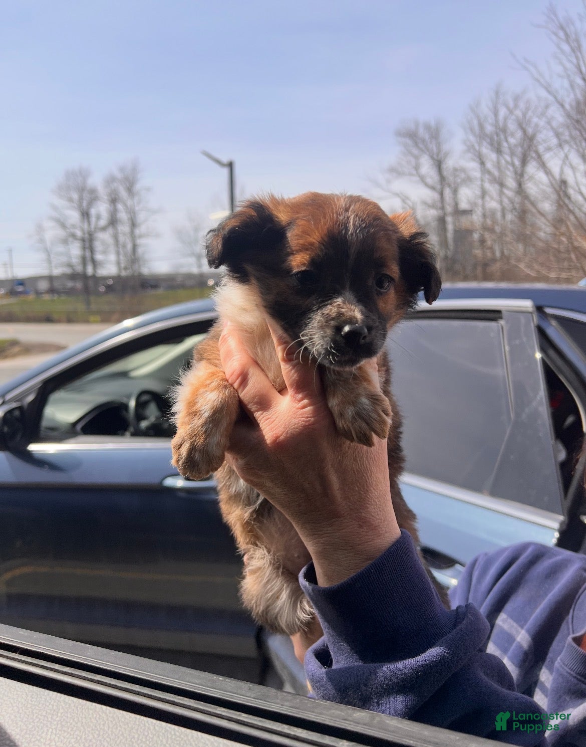 Mixed Breed dogs ask for pics they won’t upload. baylee  - Ad 1