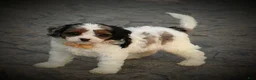 Cavapoo dogs for sale: Rambo - Ad 2