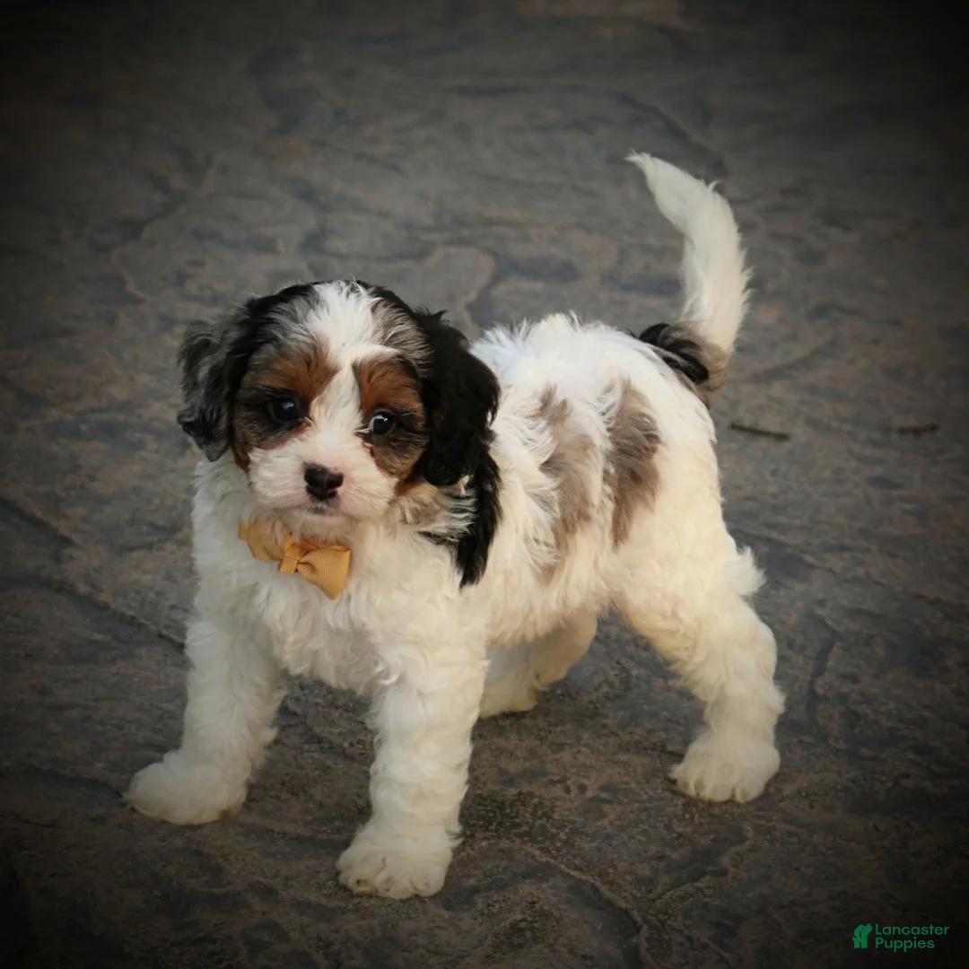 Cavapoo dogs for sale: Rambo - Ad 2
