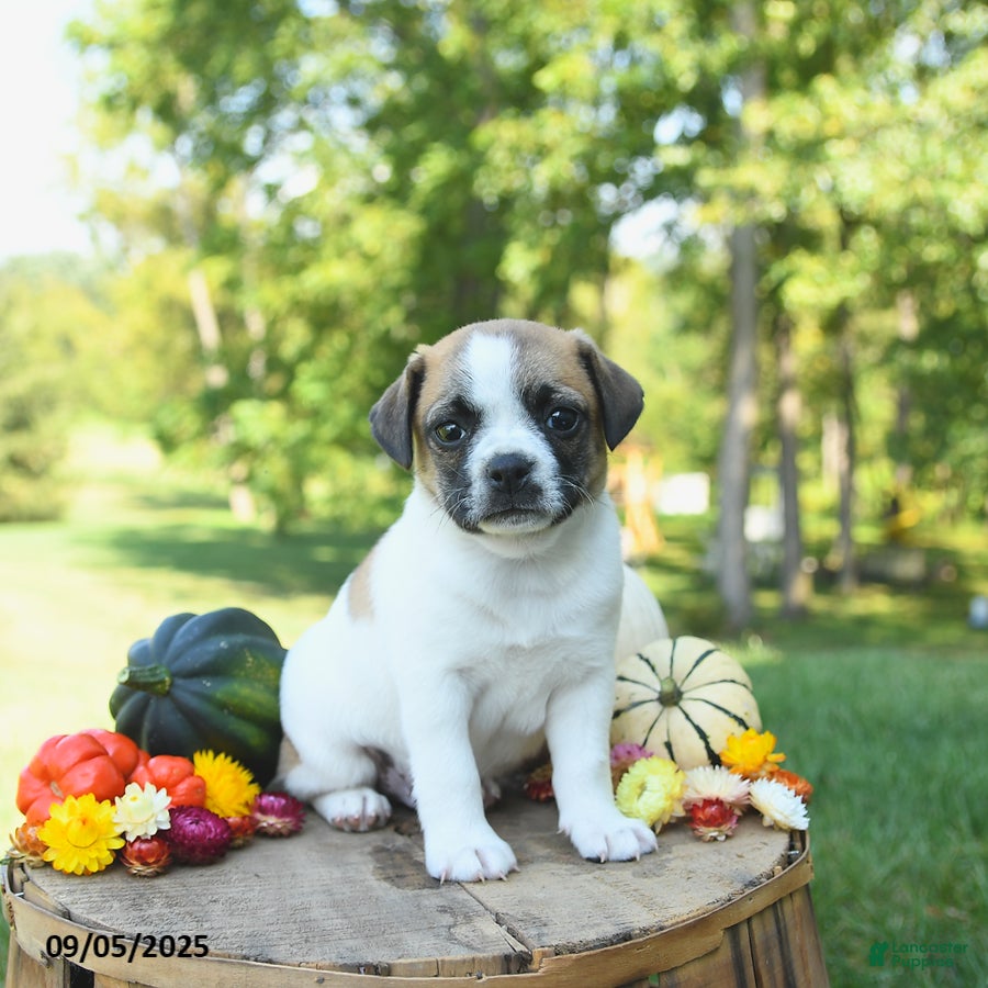 Russell Mix Jug Breed Of Dog Pug Jack Jug Russell Dog Jack Russell
