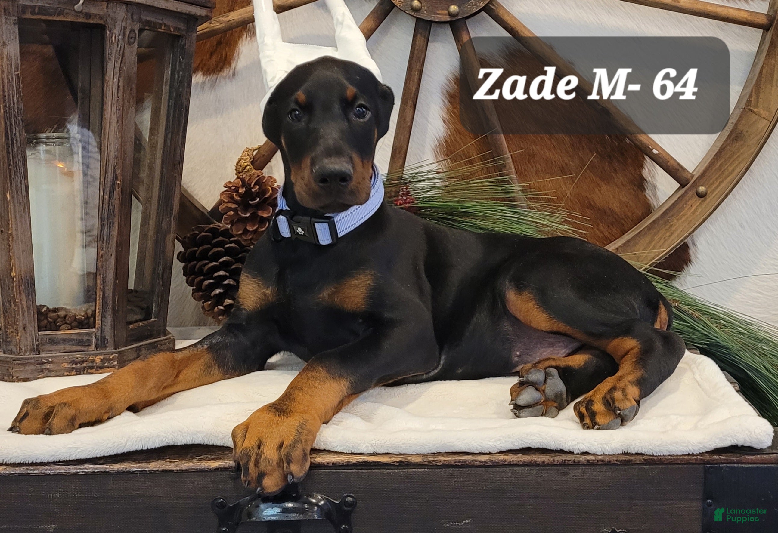 Doberman Pinscher dogs ZADE  - Ad 1