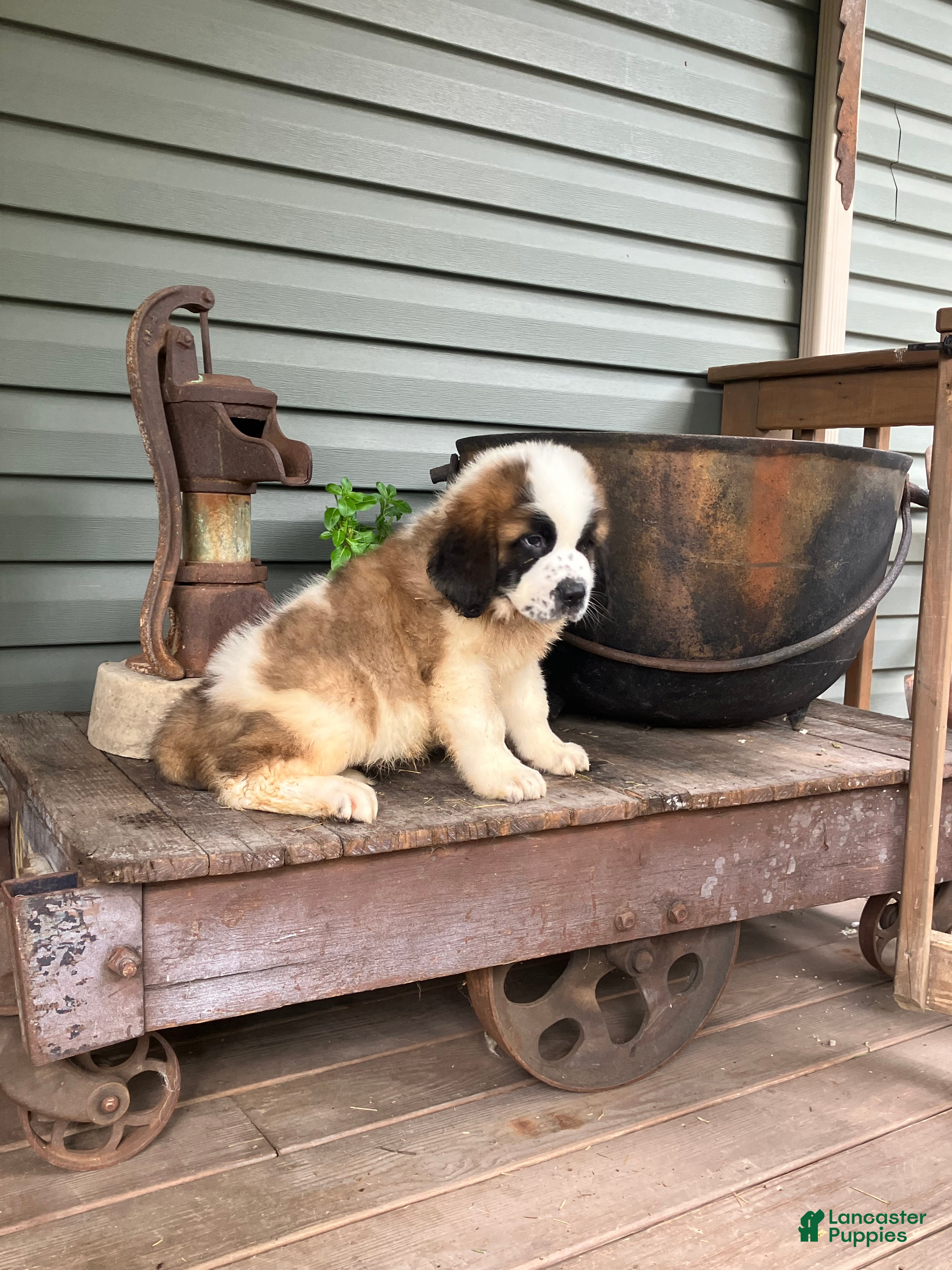 Saint Bernard dogs Saint Bernard 1 - Ad 1