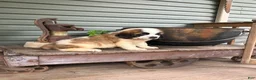 Saint Bernard dogs for sale: Saint Bernard 1 - Ad 1