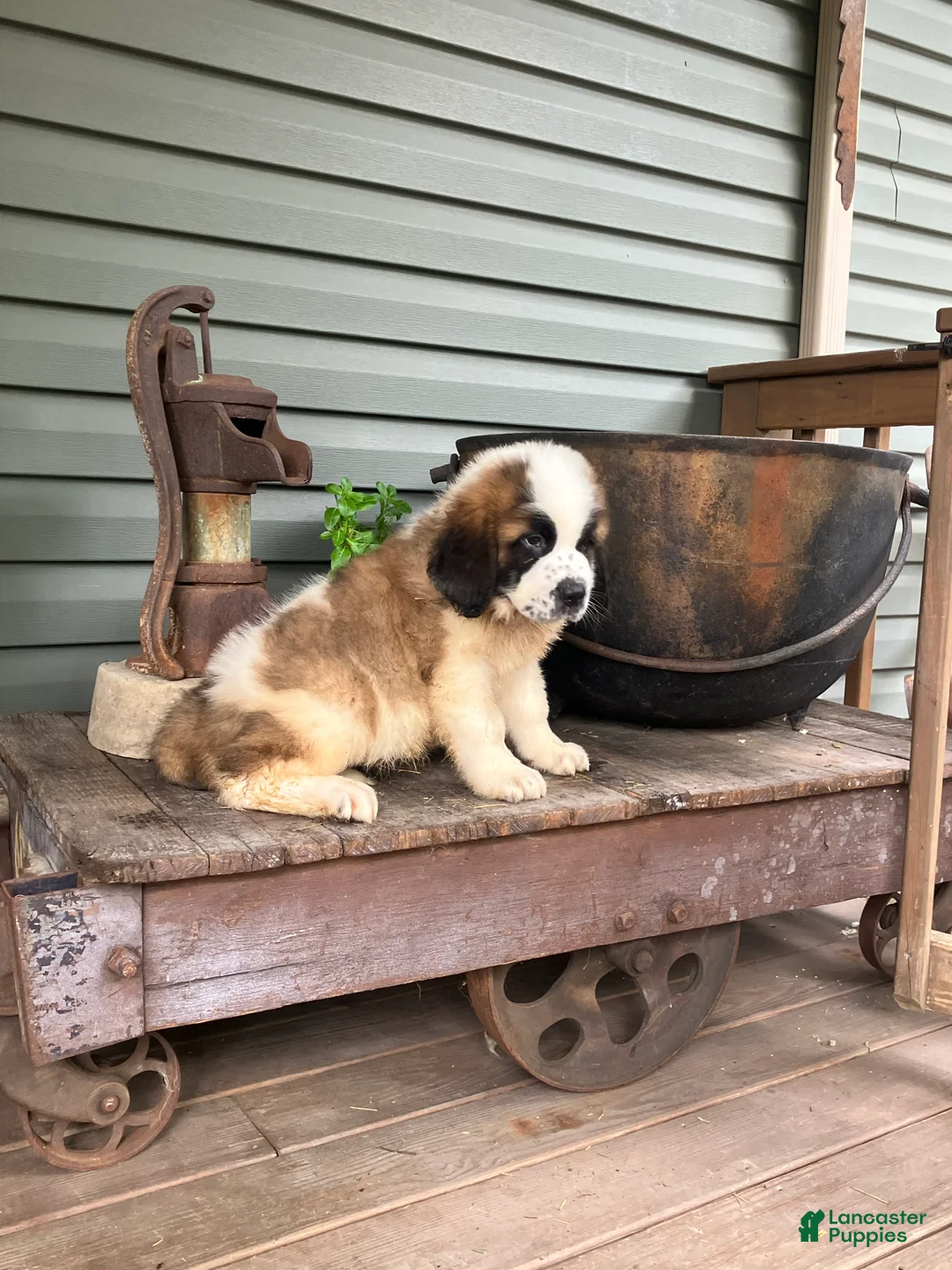 Saint Bernard dogs for sale: Saint Bernard 1 - Ad 1