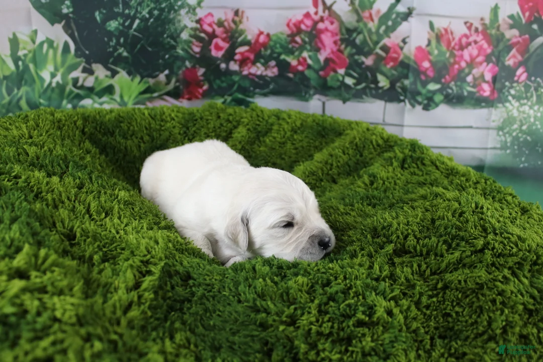 Golden Retriever dogs for sale: Albie - Ad 2