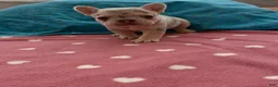 French Bulldog dogs for sale: French Bulldog 5 - Ad 2