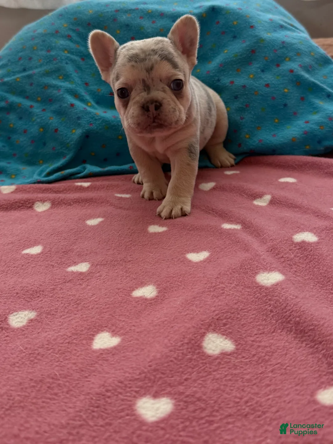French Bulldog dogs for sale: French Bulldog 5 - Ad 2