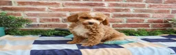 Miniature Poodle dogs for sale: Rhett - Ad 6