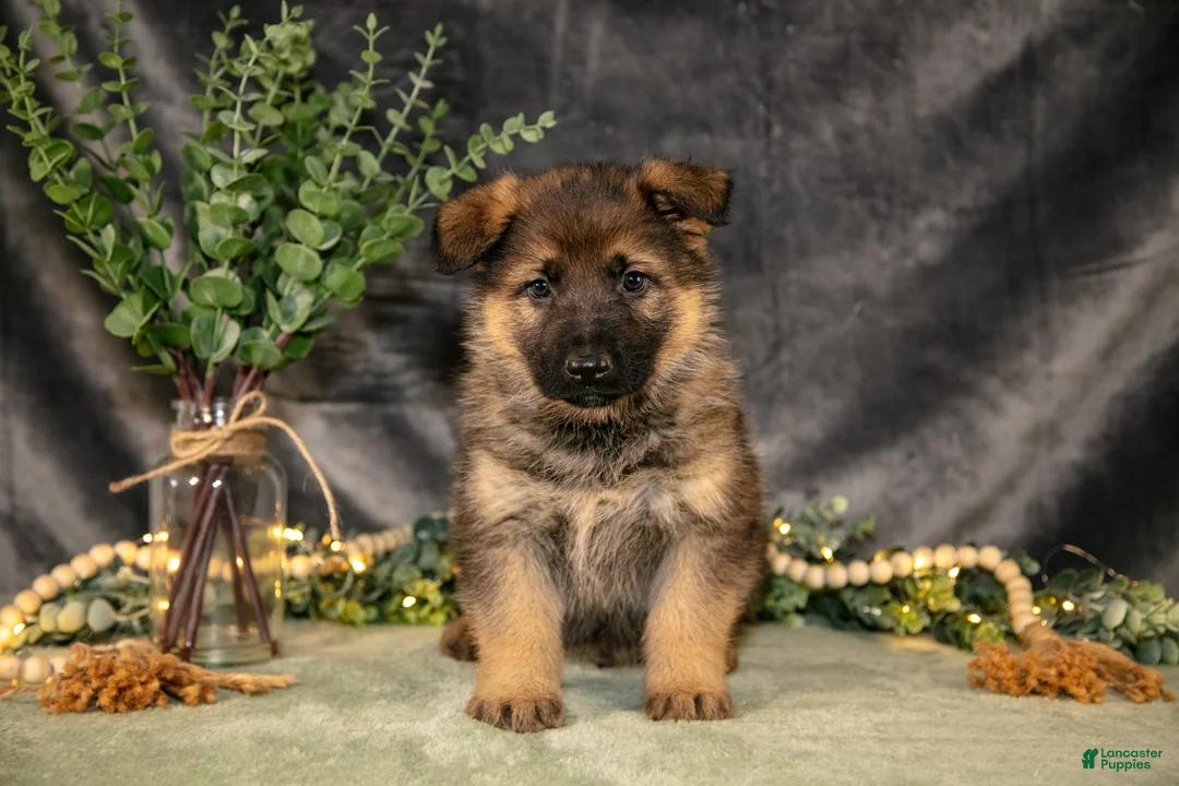 German Shepherd dogs for sale: Thor - Ad 1