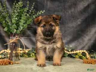 German Shepherd dogs for sale: Thor - Ad 2