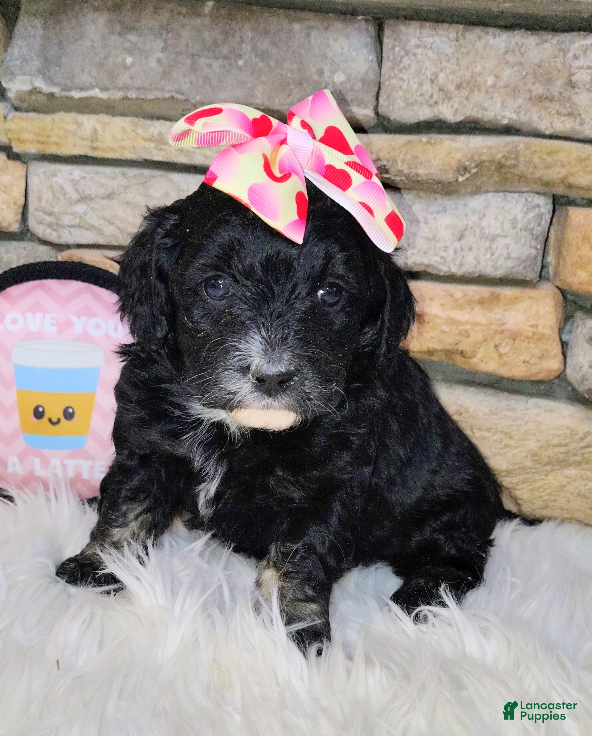 Saint Berdoodles dogs Arwen F1b Saint Berdoodle - Ad 6