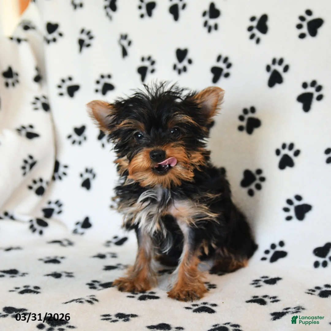 Yorkshire Terrier dogs for sale: Ulysses  - Ad 2