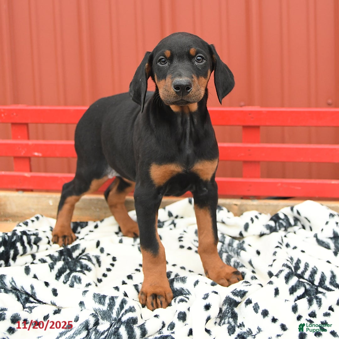 Doberman Pinscher dogs for sale: Harmony - Ad 7
