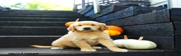 Golden Retriever dogs for sale: Autumn - Ad 3