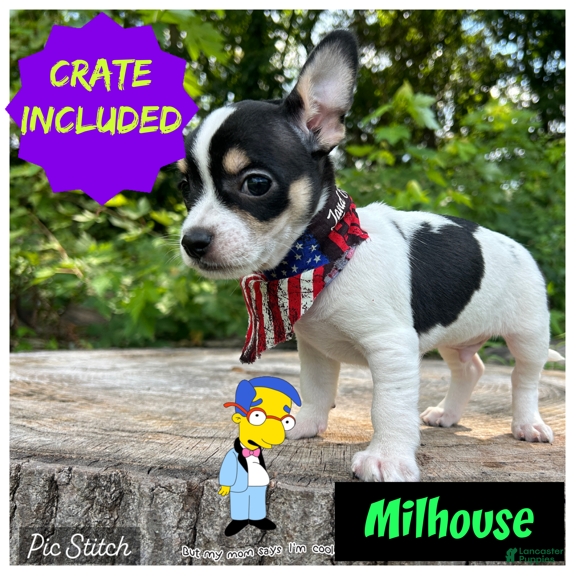 Chihuahua dogs 🐾Milhouse~Tricolor Chihuahua - Ad 1