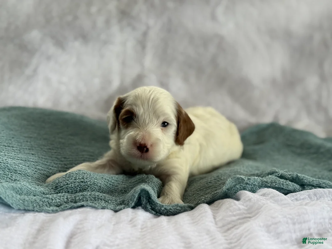 Cavapoo dogs for sale: Alfie - Ad 4