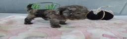 Toy Poodle dogs for sale: Toy Poodle 5 Lexi - Ad 4