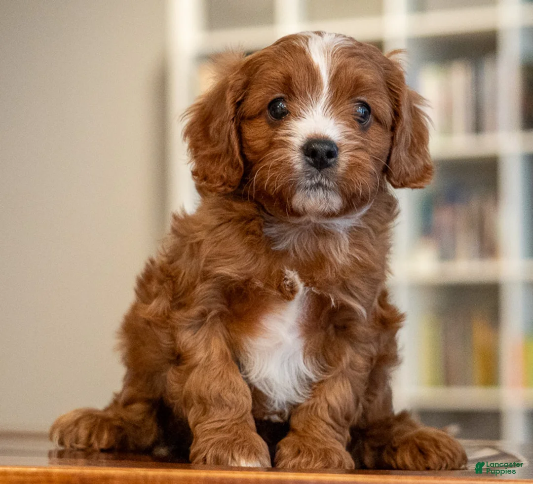 Cavapoo dogs for sale: Mako - Ad 3