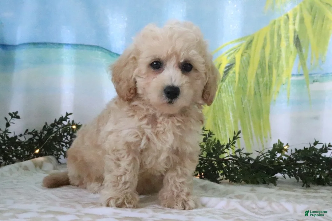 Cavapoo dogs for sale: Tristen - Ad 2