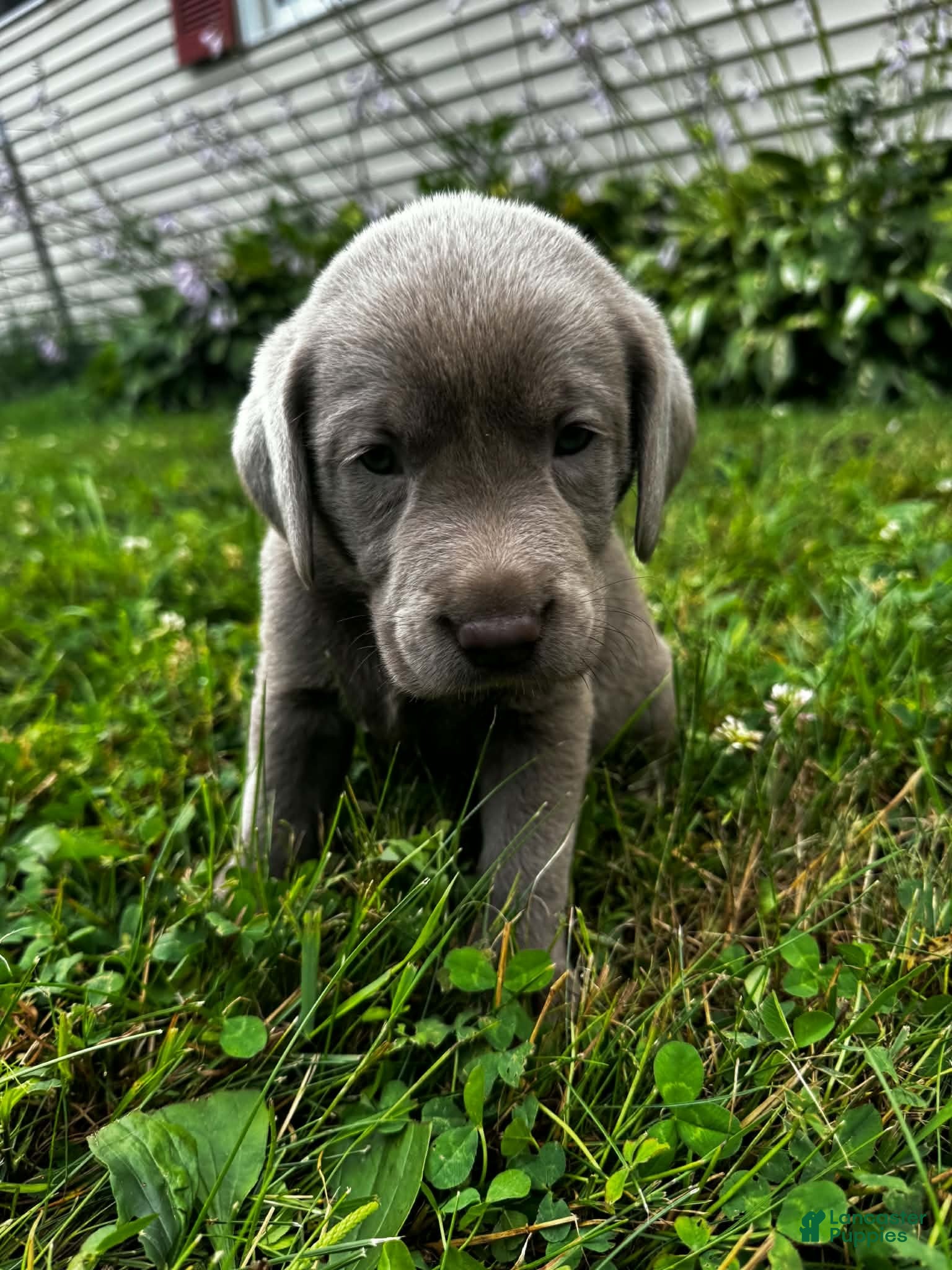 Labrador Retriever dogs Oleander - Ad 2
