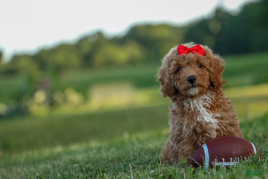Miniature Poodle dogs for sale: Tyson 💙✨ - Ad 2