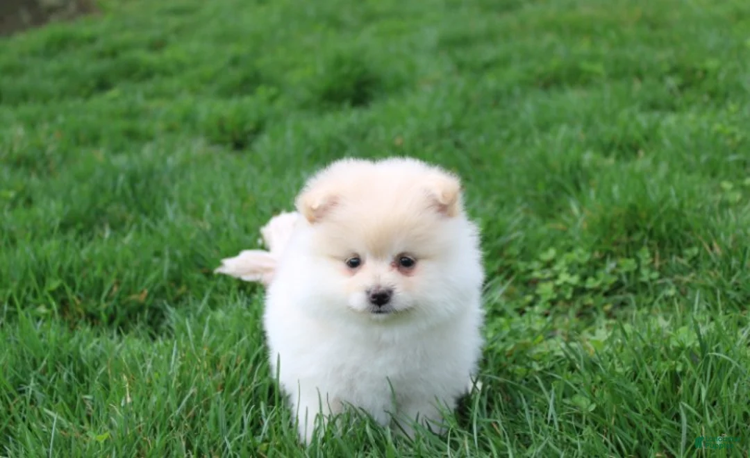 Pomeranian dogs for sale: Koda  - Ad 16