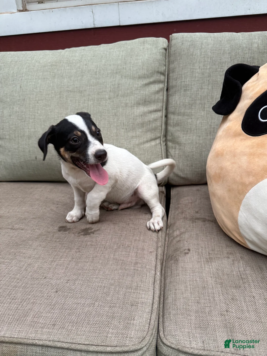 Jack Russell Terrier dogs for sale: Checkers - Ad 1