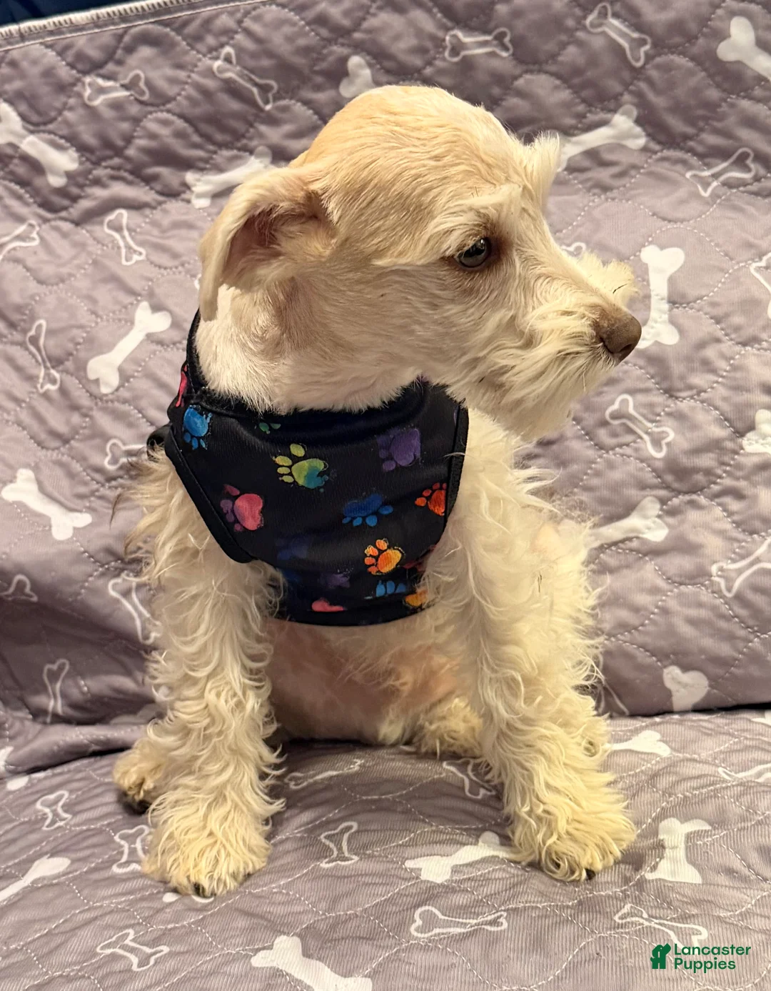 Miniature Schnauzer dogs for sale: Miniature Schnauzer Puppy 4 - Ad 4