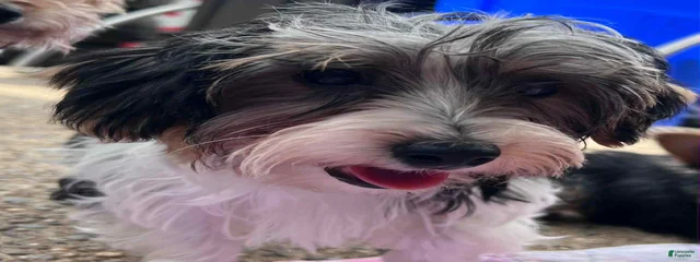 Benji