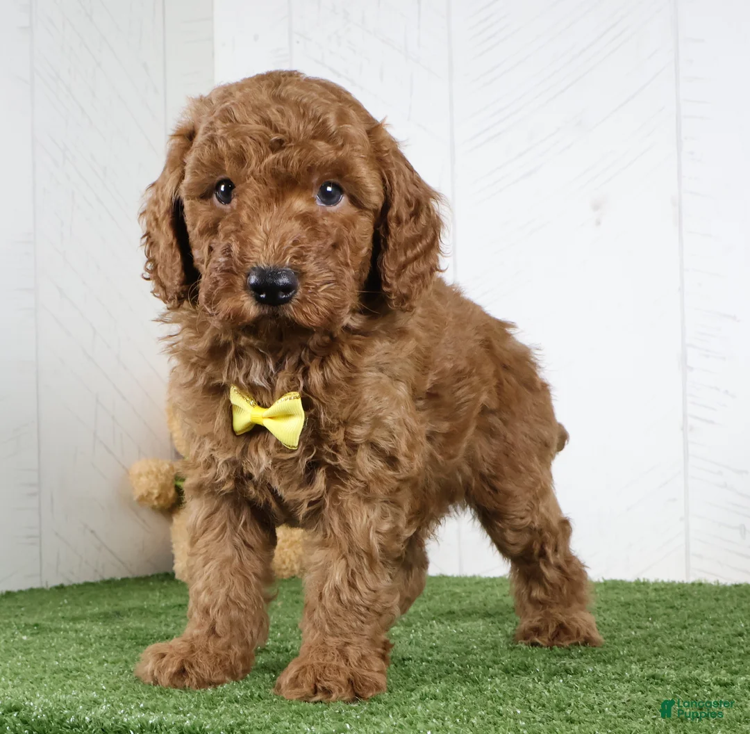 Miniature Poodle dogs for sale: Amigo - Ad 2