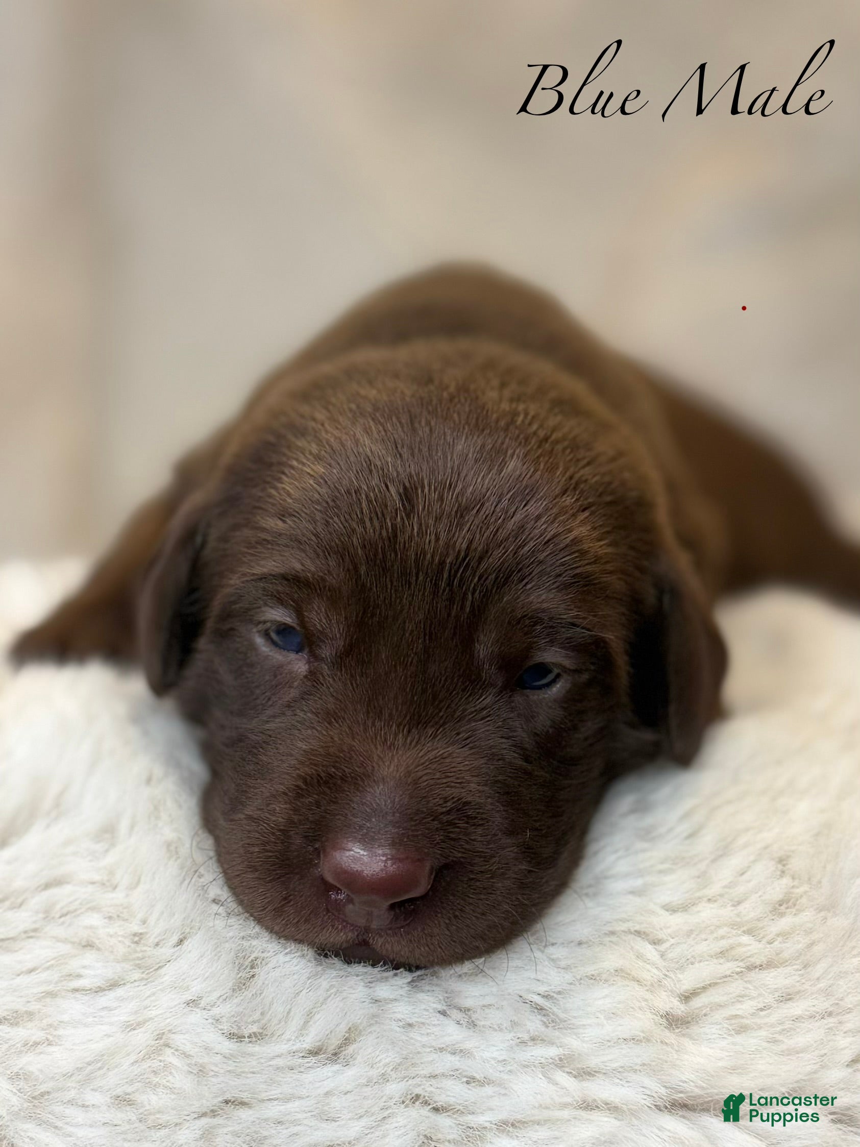 Labrador Retriever dogs Blue Male - Ad 1