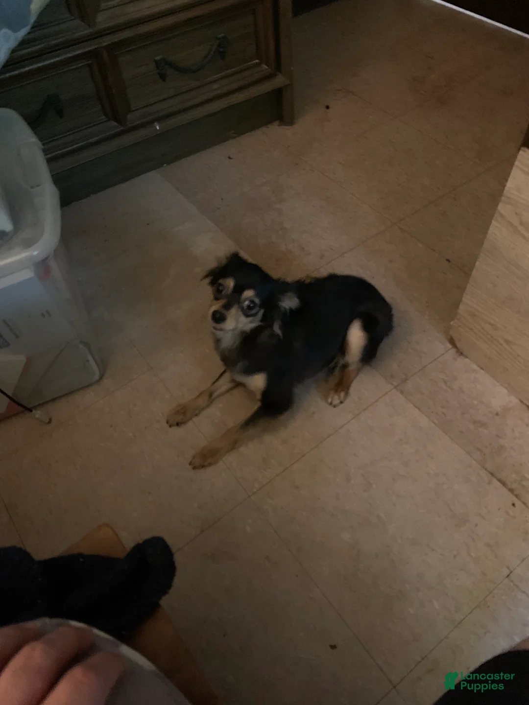 Chihuahua dogs for sale: Chihuahua Puppy 1 - Ad 2