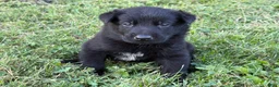 Belgian Malinois dogs for sale: Indiana Jones (black) - Ad 2