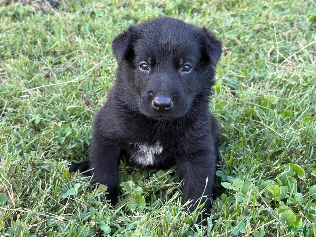 Belgian Malinois dogs for sale: Indiana Jones (black) - Ad 2