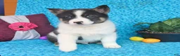 Pomsky dogs for sale: Oreo - Ad 5