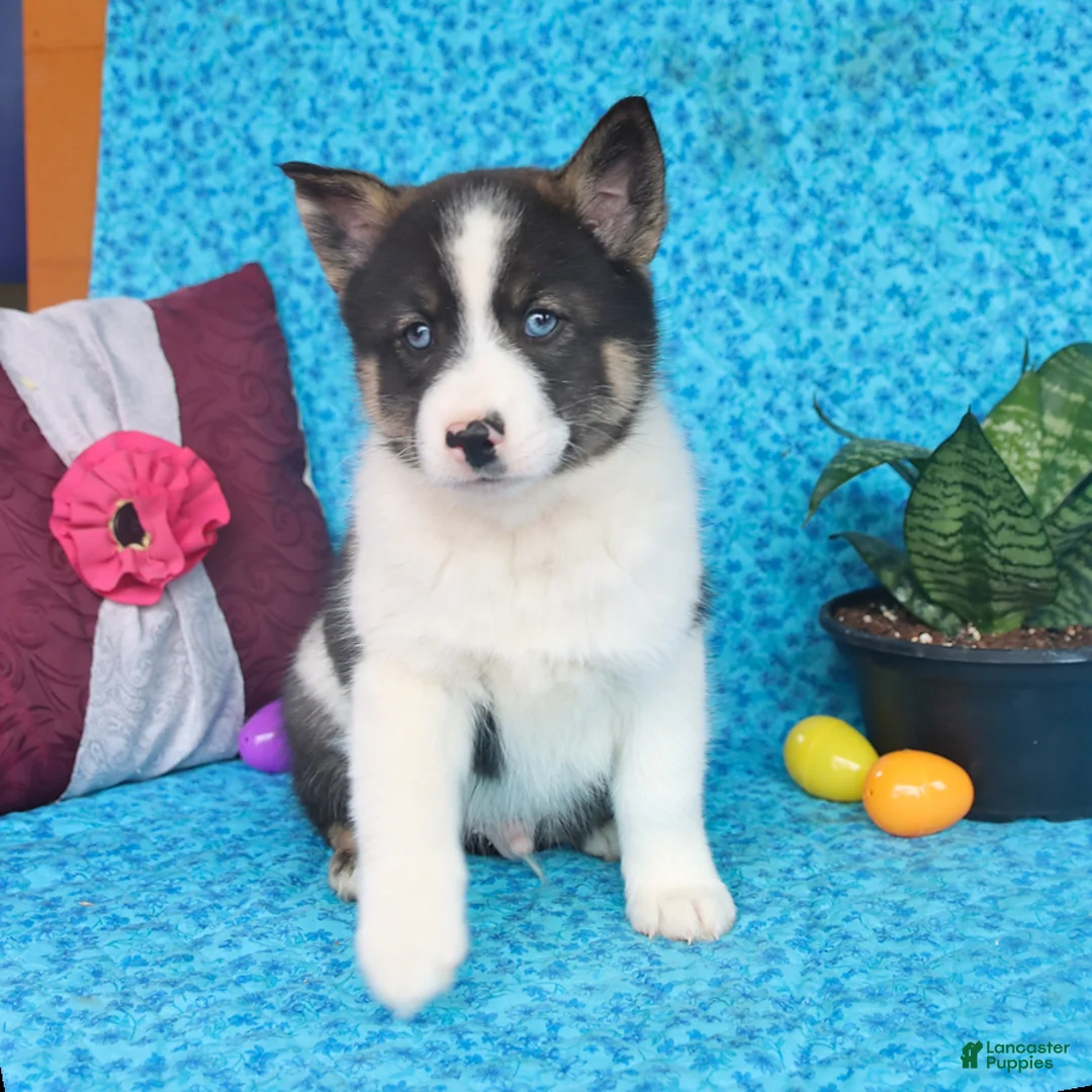 Pomsky dogs for sale: Oreo - Ad 5