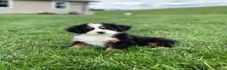 Bernese Mountain Dog dogs for sale: Elvis - Ad 7