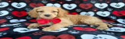 Cockapoo dogs for sale: Tuck - Ad 5