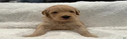 Goldendoodle dogs for sale: Goldendoodle Puppy 1 - Ad 10